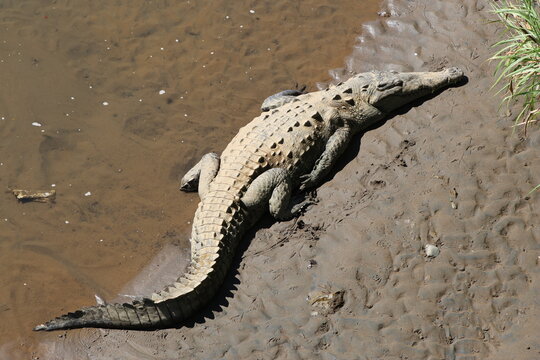 View of a huge crocodile basking on the muddy riverbank under the sun, its scales shimmering, a moment of raw nature, Quepos, Puntarenas Province, Costa Rica.