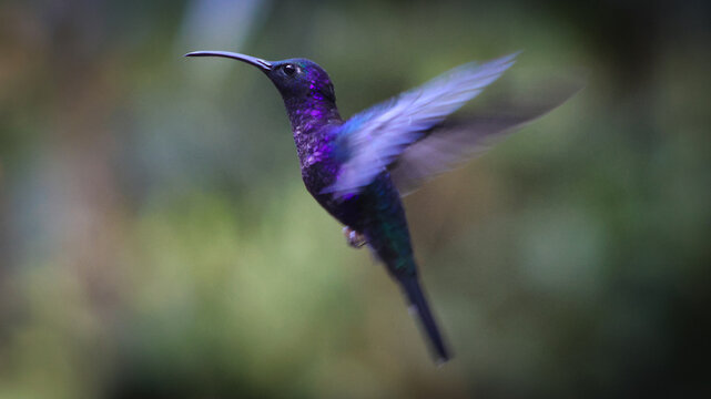 View of a vibrant violet sabrewing hummingbird, wings blurred in motion, hovers in the lush greenery of the tropics, Quepos, Puntarenas Province, Costa Rica.