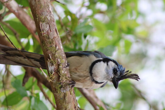 View of a vibrant white-throated magpie-jay perched on a mossy branch, its blue crest and black markings contrasting against the lush green foliage, Quepos, Puntarenas Province, Costa Rica.