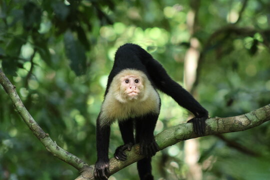 View of a white-faced capuchin monkey perched on a branch, its curious gaze piercing through the lush greenery, a snapshot of tropical wildlife, Quepos, Puntarenas Province, Costa Rica.