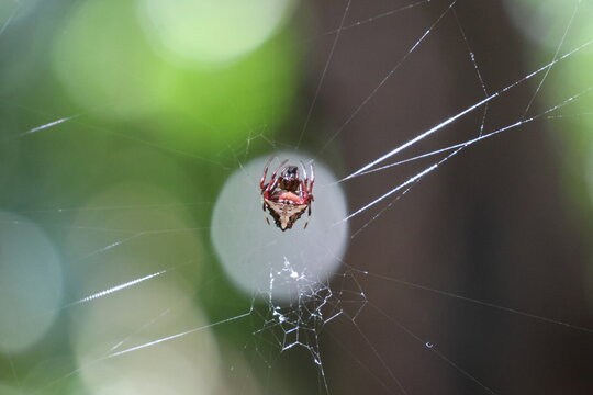 View of a vibrant spider with striking red and brown markings, suspended delicately within its intricate web, in Quepos, Puntarenas Province, Costa Rica.