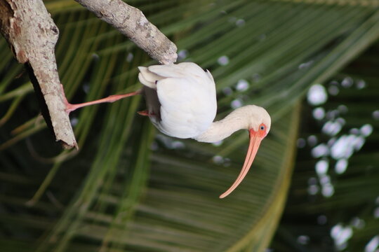 View of an American white ibis perched precariously on a branch, its long, curved beak contrasting with the vibrant green palm fronds, Quepos, Puntarenas Province, Costa Rica.