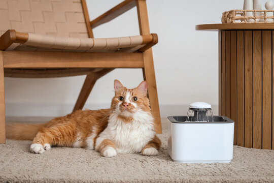 Cute ginger cat with automatic pet water fountain lying on floor near armchair at home