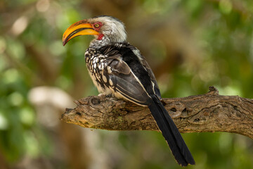 A southern yellow-billed hornbill (Tockus leucomelas) perched on a large branch of a tree © Tyrone