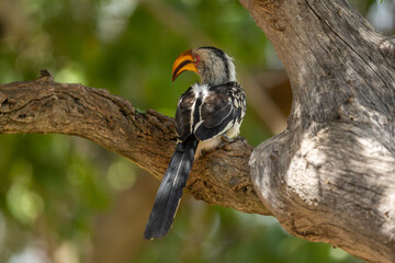 A southern yellow-billed hornbill (Tockus leucomelas) perched on a large branch of a tree © Tyrone