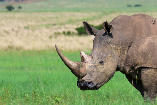 View of a massive rhinoceros stands majestically against a backdrop of vibrant green grass, a powerful symbol of the African wilderness, Vaalwater, Limpopo, South Africa.
