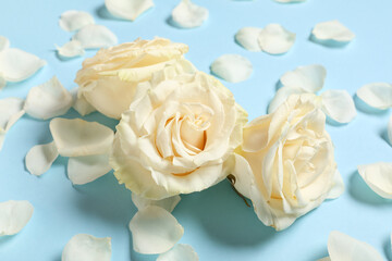 Naklejka premium Beautiful white rose flowers and petals on blue background