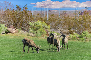 Fototapeta premium Rams in the wild