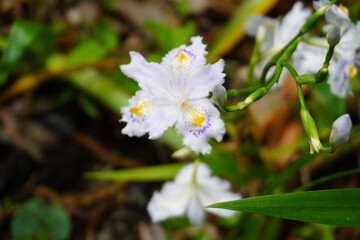 Obraz premium Close-up of an elegant fringed iris (Iris japonica) with a beautiful bokeh background, featuring ruffled white petals and purple patterns. This delicate spring wildflower is perfect for botanical desi