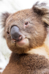 Close-up portrait of a beautiful brown furry Australian koala bear. © Nautilus Creative