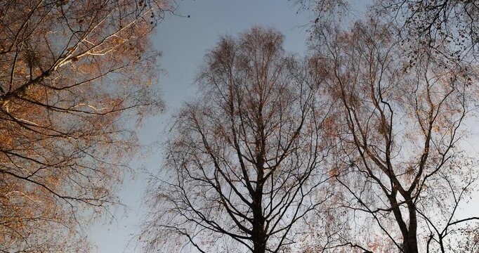 foliage on birch   against the blue sky during the fall of leaves in the autumn season, the foliage hangs on the branches of birch, natural patterns