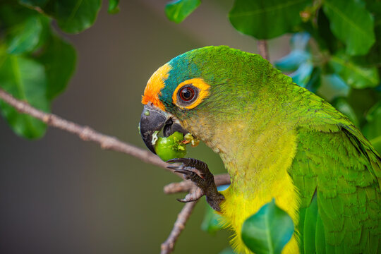 Peach-fronted Parakeet

