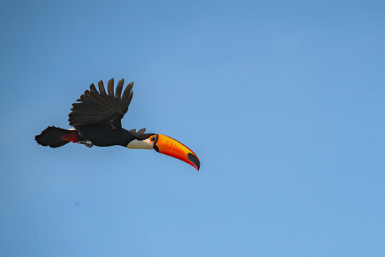 Toco Toucan - Ramphastos toco
