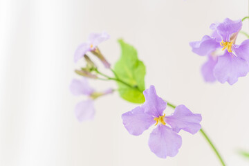 Obraz premium 紫色のオオアラセイトウの花を室内撮影11