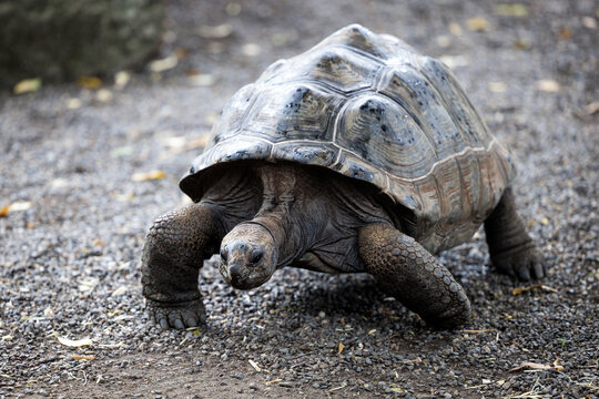 Portrait of a slow moving prehistoric looking Aldabra Giant Tortoise.