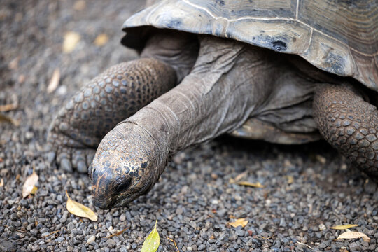 Portrait of a slow moving prehistoric looking Aldabra Giant Tortoise.