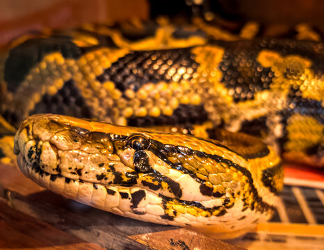 A reticulated python (Malayopython reticulatus)