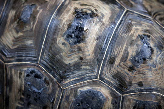 Close-up above view of the patterns of a Aldabra Giant Tortoise shell.