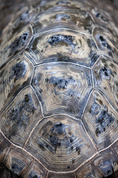 Close-up above view of the patterns of a Aldabra Giant Tortoise shell.