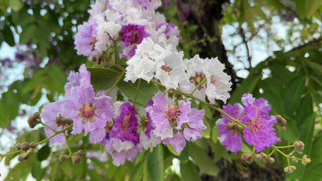 Beautiful Purple and White Queens Flower (Lagerstroemia Speciosa)