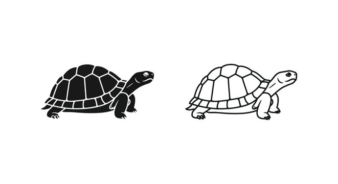 Tortoise vs Turtle Shell Comparison Guide Vector
