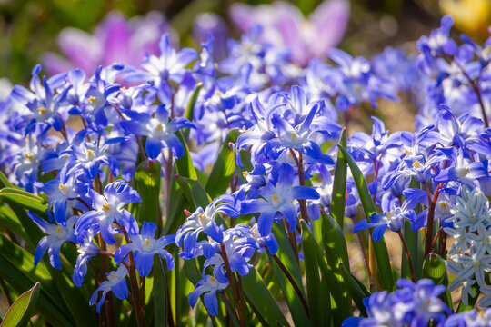 Blue Scilla siberica flowers blooming in spring park flower bed. Siberian squill cluster in sunlight with shallow depth of field. Early bulb plants with soft natural background