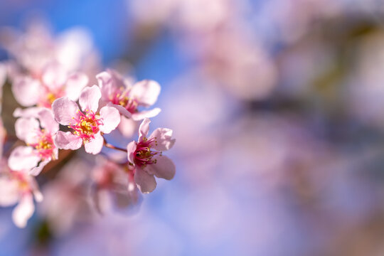 Delicate pink Prunus cerasifera blossoms on minimal background. Ornamental plum flowers with buds in spring. Soft pastel blooming branch with shallow depth of field