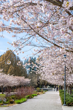 Cherry Blossom Avenue at UBC Campus