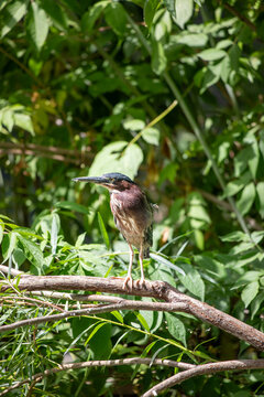 Green Heron (Butorides virescens) on a branch in an aviary in Utah