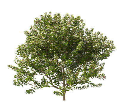 myrtle flowering shrub isolated on transparent background. Single myrtle flowering tree isolated on transparent background. isolated on white background. Small flower tree PNG. white flower plant PNG.
