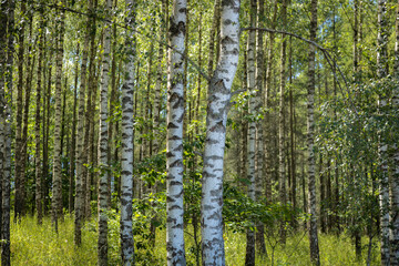 Obraz premium Birch tree forest background