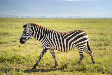Obraz premium Female zebra in a big grassy meadow