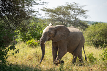 Fototapeta premium Young male elephant in Africa in the grass
