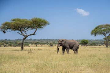 Fototapeta premium Landscape view of a bull elephant in the tall brush