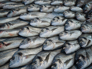 Fototapeta premium Fresh Gilt Headed Bream in a fish market