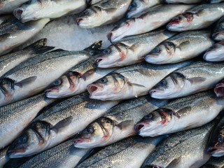 Fototapeta premium European seabass (Dicentrarchus labrax),