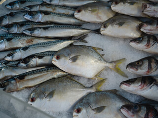 Obraz premium Golden Pomfret, centre, at a fish market