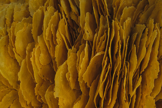 Close Up of Crispy Yellow Emping Crackers or Gnetum Gnemon chips Background