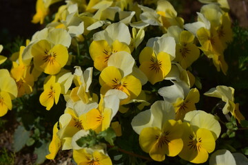 Obraz premium Bright yellow and white pansy flowers blooming in sunlight.