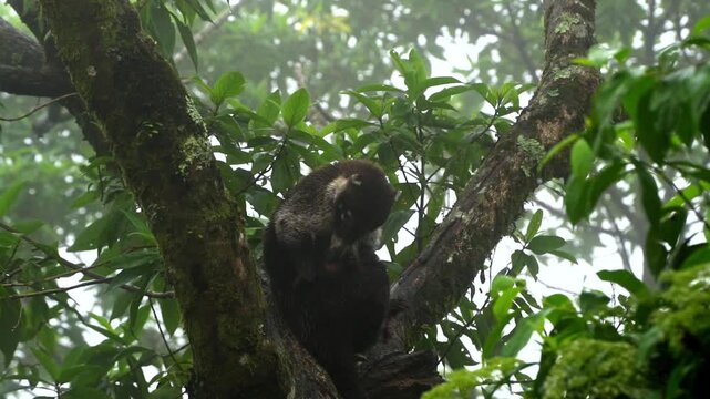 Wild White-Nosed Coati Resting High In Misty Rainforest Canopy
