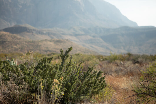 Big Bend Hiking