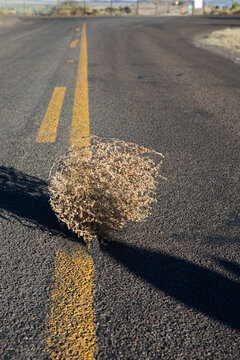 Tumbleweed