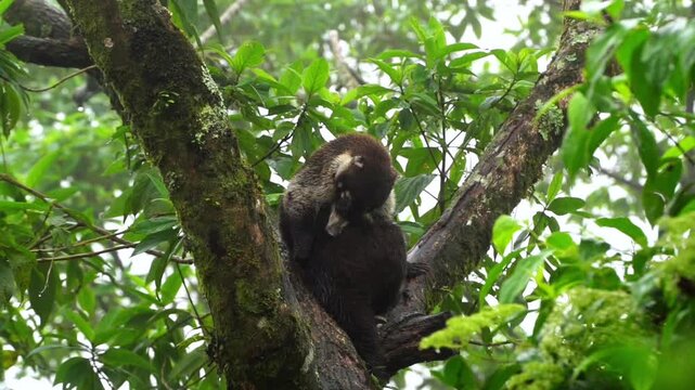 Exotic White Nosed Coati Grooming In Lush Tropical Cloud Forest Canopy