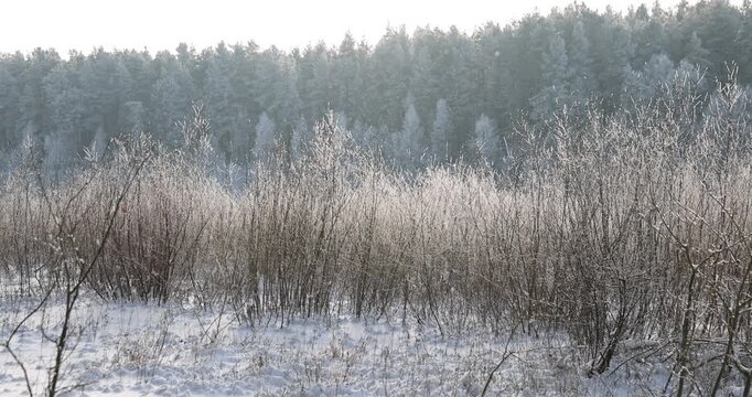 a river covered with pure white fresh snow after snowfalls and frosts, Shrubs and grass stick out of the ice on the river.