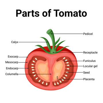 Detailed diagram of tomato fruit anatomy with labeled education flat design 