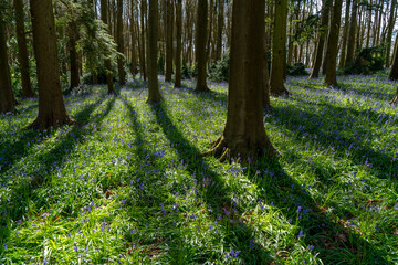 Obraz premium A bluebell wood in Spring with tree trunks. Backlit with shadows