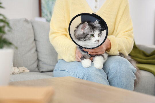 Owner with cute cat wearing Elizabethan collar after sterilization at home