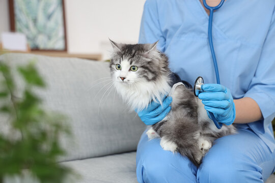 Female veterinarian with stethoscope and cute cat after sterilization in vet clinic