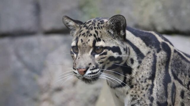 portrait of a leopard