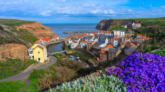 Purple flowers overlooking historic Staithes coastal village and harbor